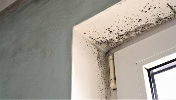 Best Airborne Mold Testing  in Prescott, AZ