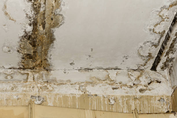 Best Industrial Mold Remediation  in Prescott, AZ