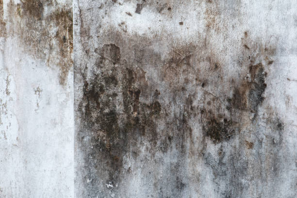 Best Black Mold Removal  in Prescott, AZ