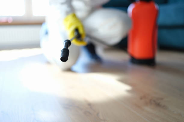 Best Attic Mold Removal  in Prescott, AZ