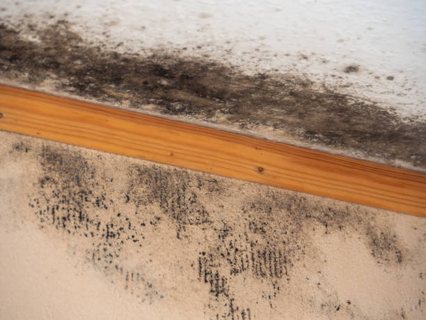 Best Mold Remediation for Healthcare Facilities  in Prescott, AZ