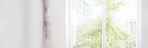 Best Industrial Mold Remediation  in Prescott, AZ