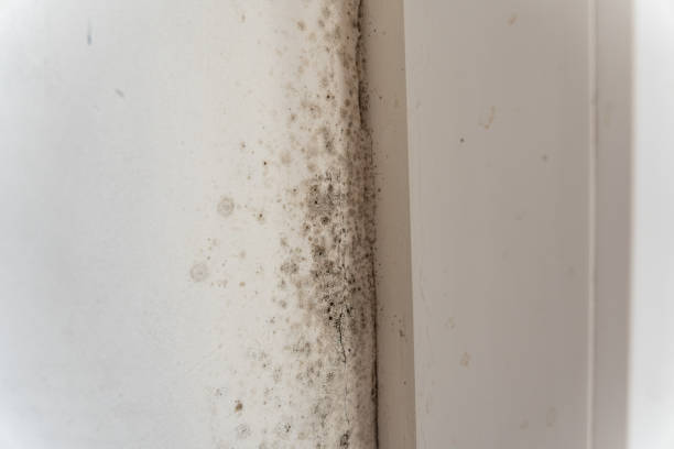 Best Mold Removal for HVAC Installations  in Prescott, AZ