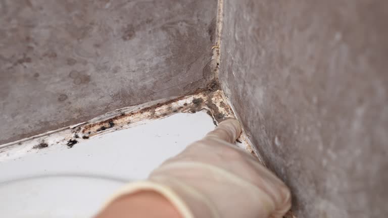 Best Environmental Consulting for Mold Prevention  in Prescott, AZ