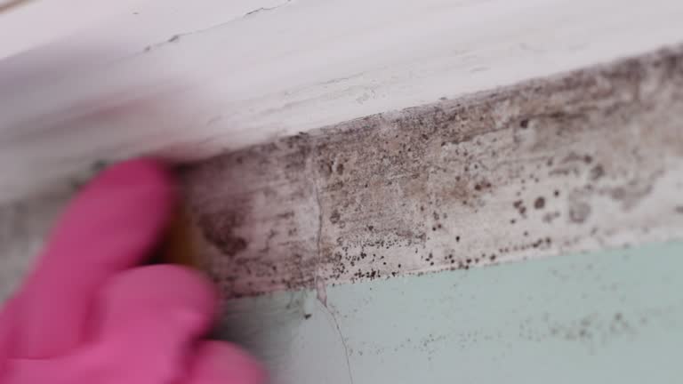 Best Commercial Mold Inspection  in Prescott, AZ